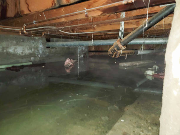 Best 24/7 water damage repair  in Paoli, IN